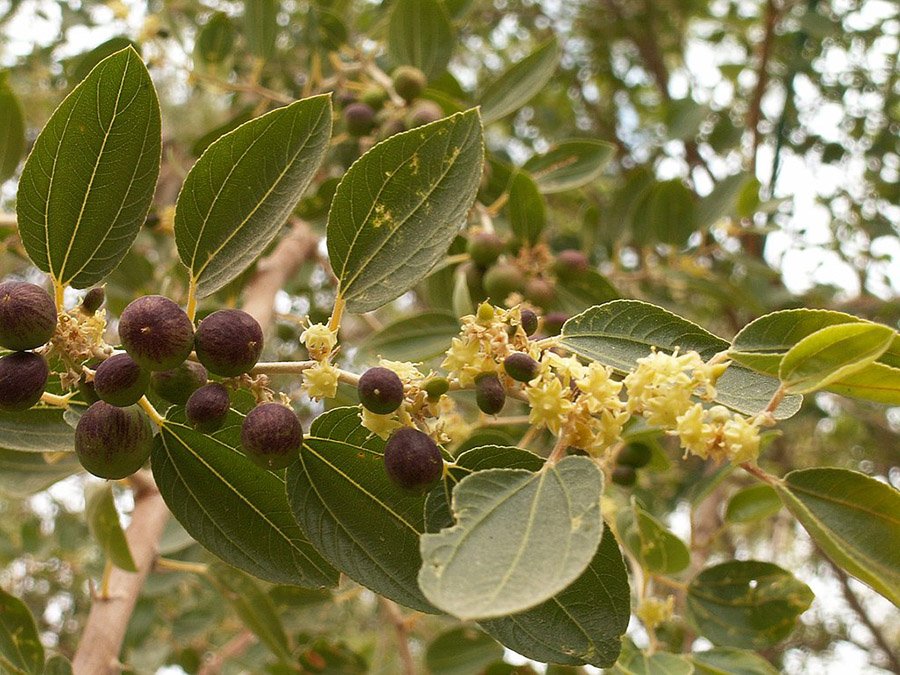 Qatar Sidra Tree