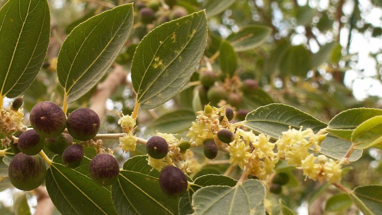 Qatar Sidra Tree National Tree