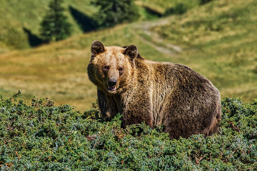 Russia Brown Bear