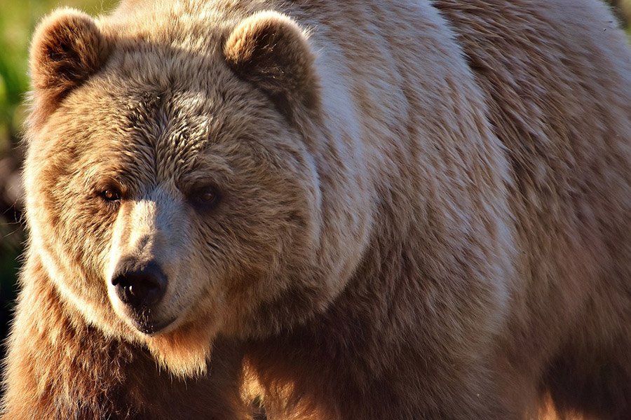 Russia Brown Bear