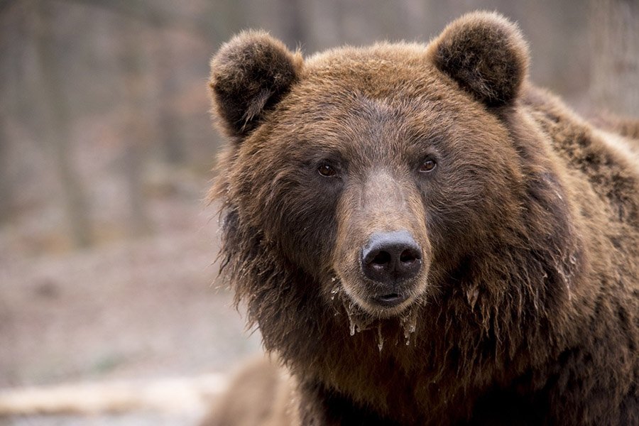 Russia Brown Bear