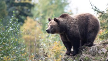 Russia Brown Bear National Animal