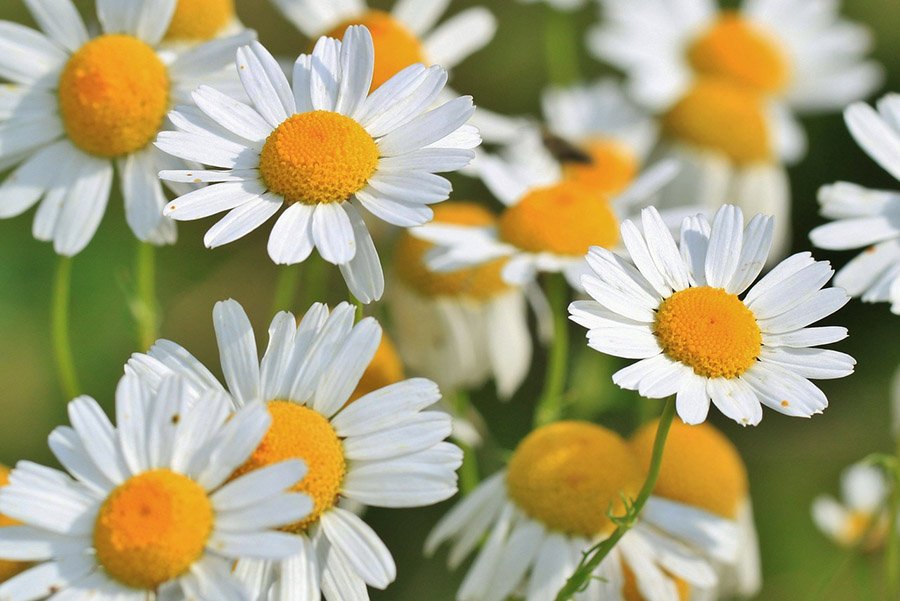 Russia Chamomile 