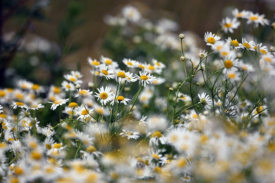 Russia Chamomile 