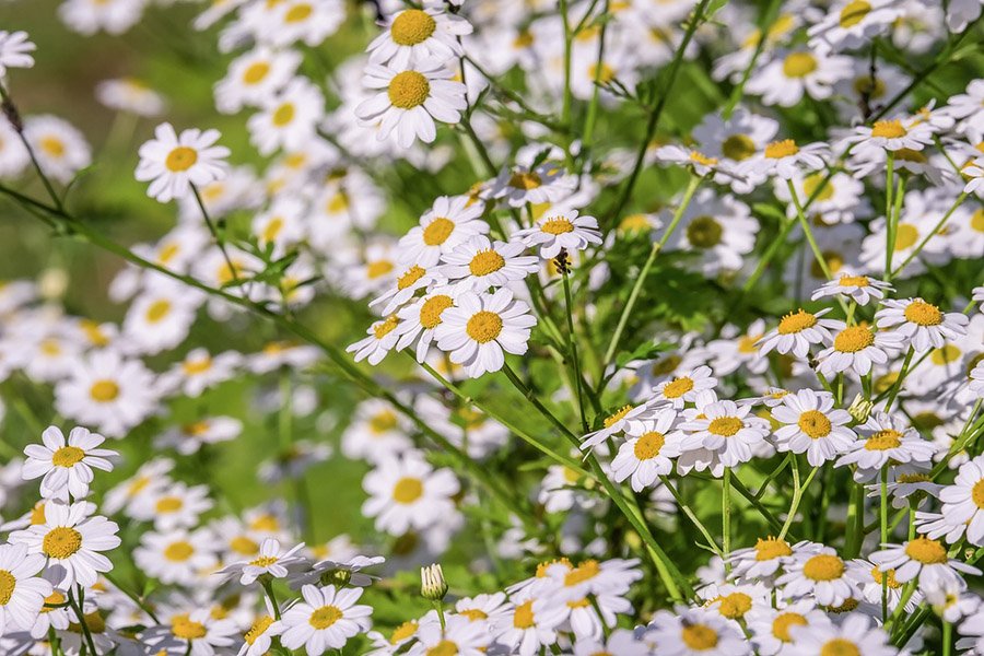 Russia Chamomile 