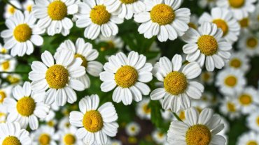 Russia Chamomile National Flower