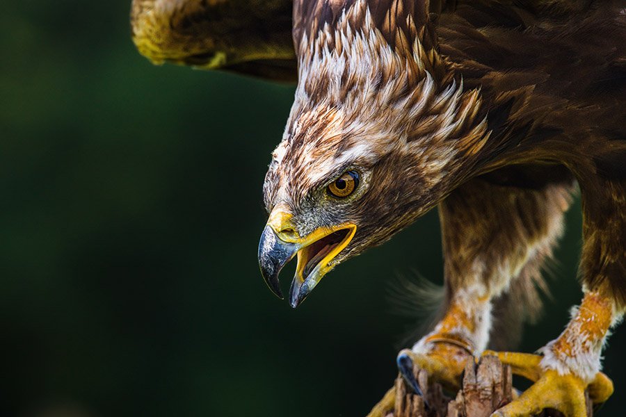 Russia Golden Eagle