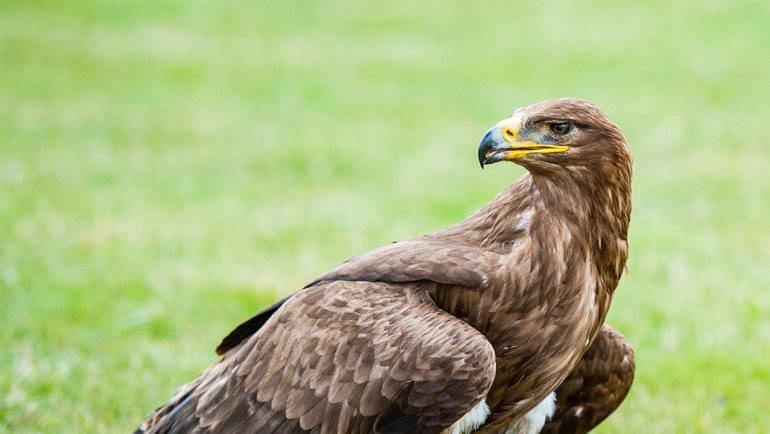 Russia Golden Eagle National Bird