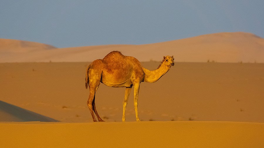 Saudi Arabia Camel