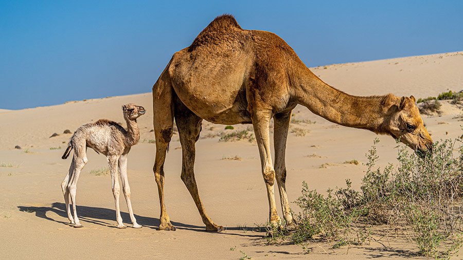 Saudi Arabia Camel