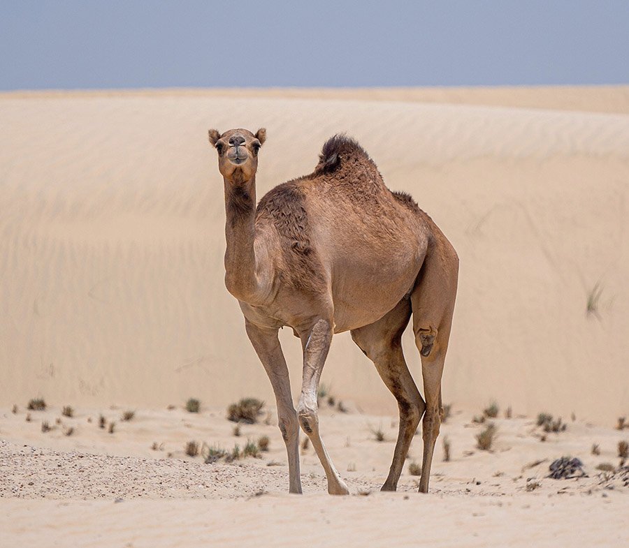 Saudi Arabia Camel