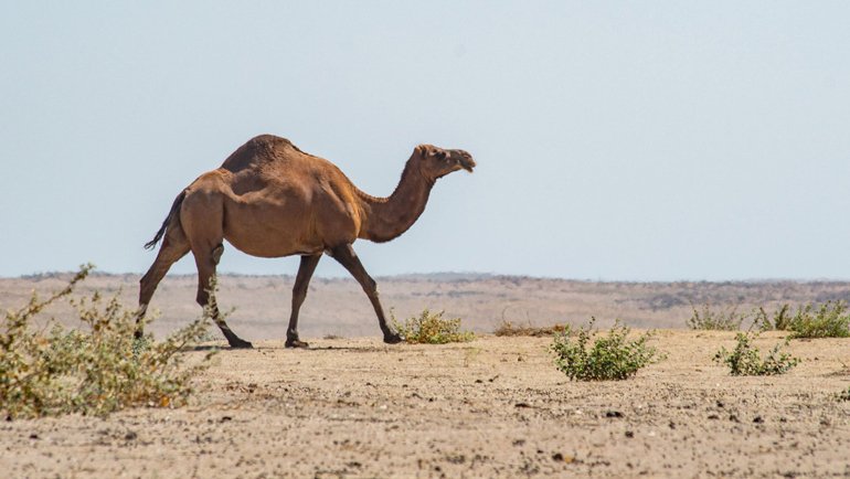 Saudi Arabia Camel National Animal