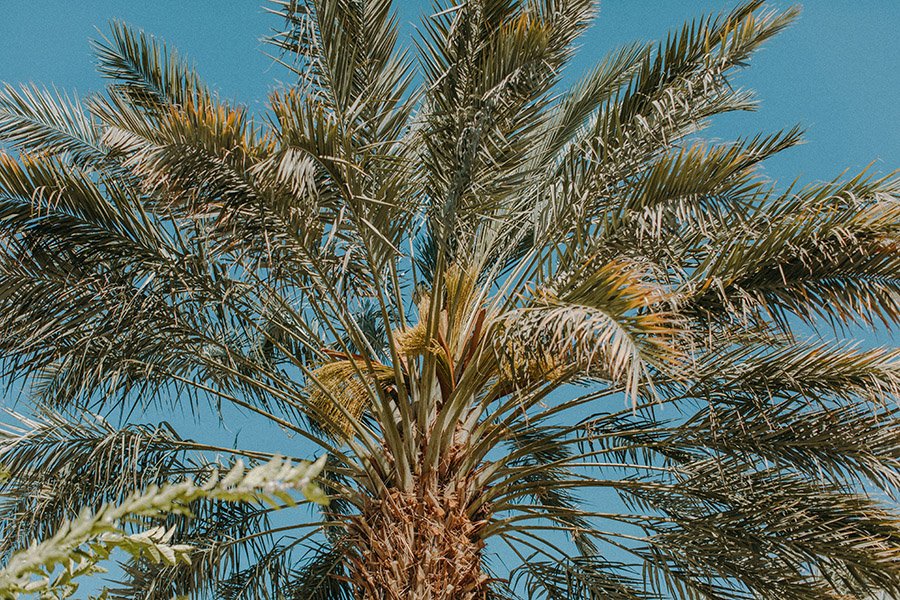 Saudi Arabia Date Palm