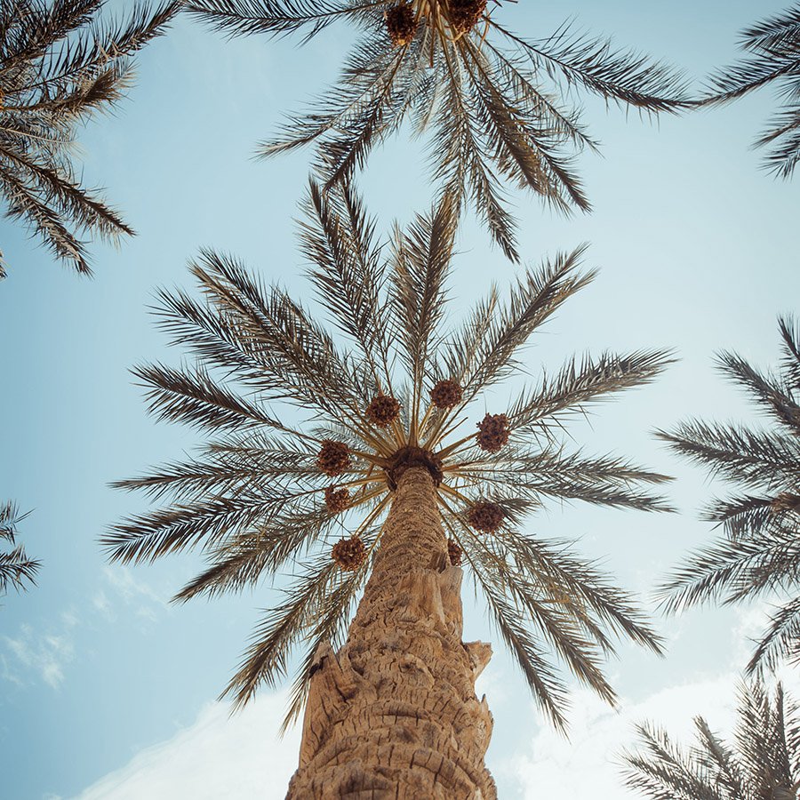 Saudi Arabia Date Palm