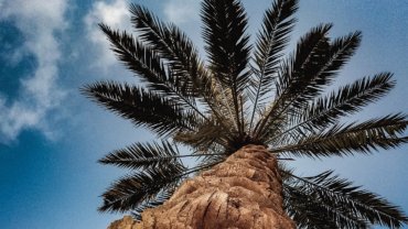 Saudi Arabia Date Palm National Tree