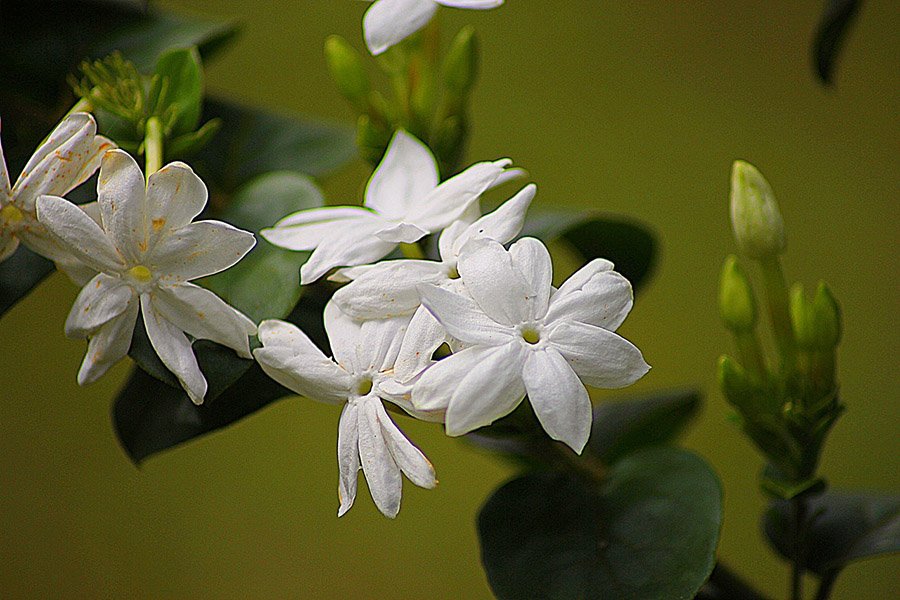 Saudi Arabia Jasmine