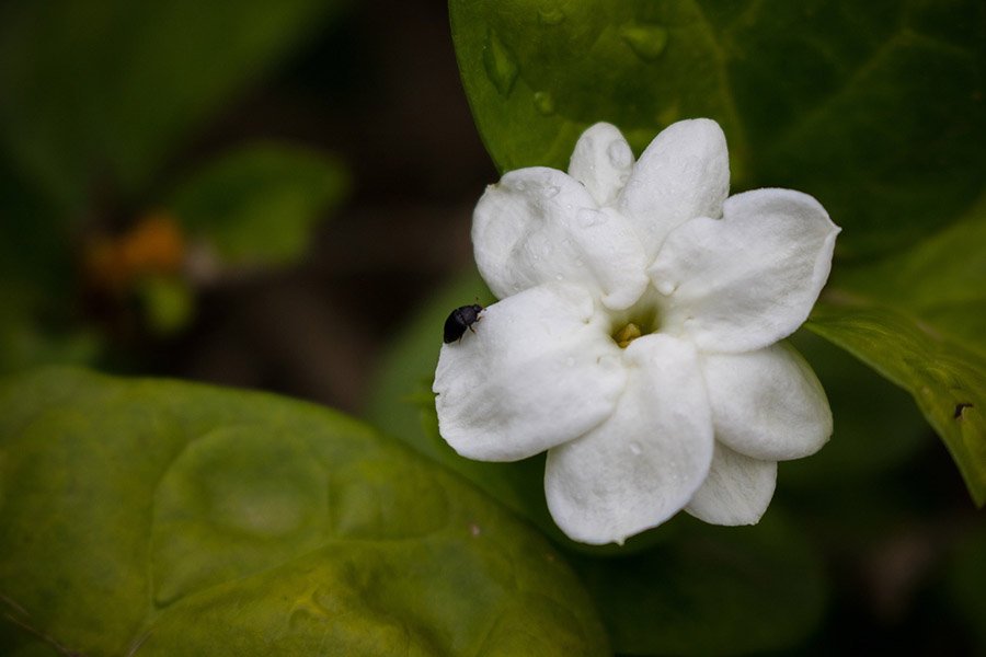 Saudi Arabia Jasmine