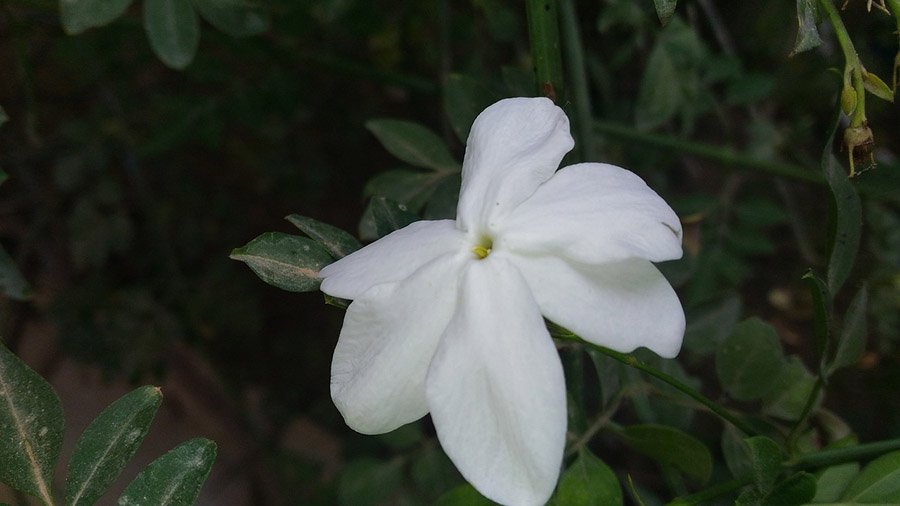 Saudi Arabia Jasmine