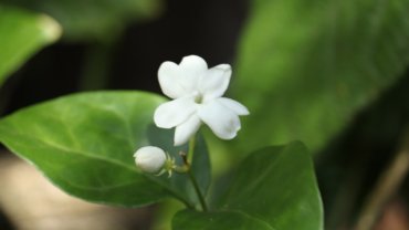 Saudi Arabia Jasmine National Flower