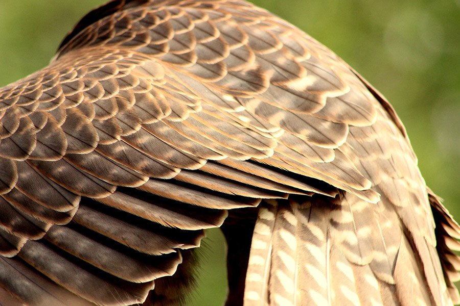 Saudi Arabia Saker Falcon