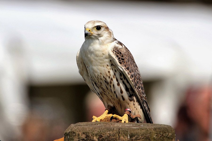 Saudi Arabia Saker Falcon