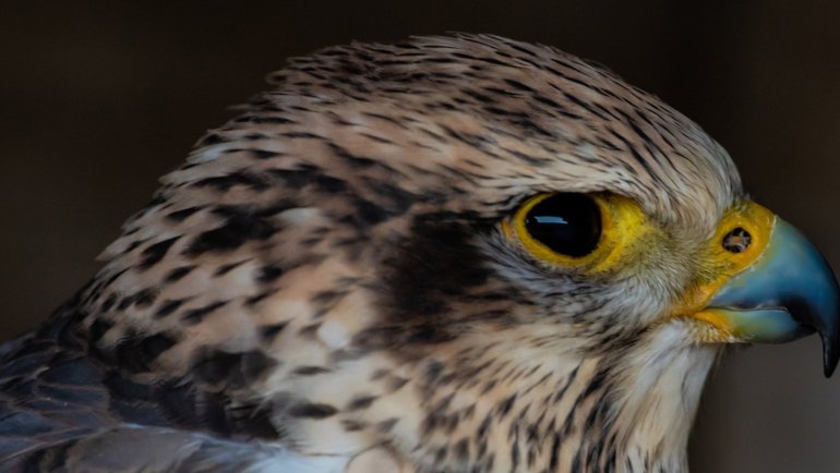 Saudi Arabia Saker Falcon National Bird