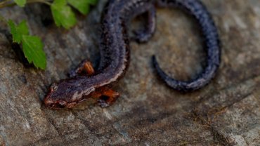 Southern Zigzag Salamander fact sheet