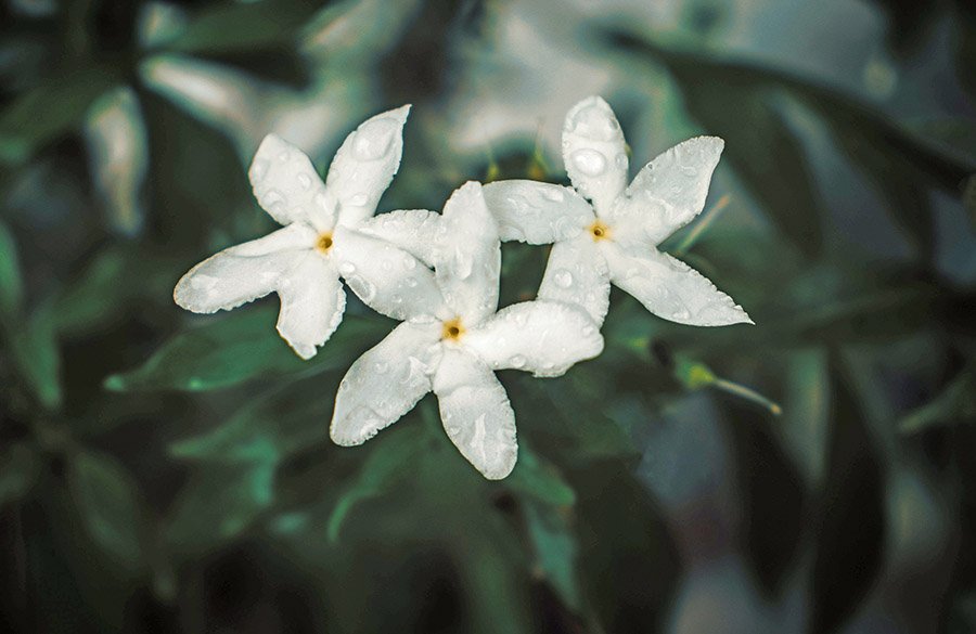 Syria Jasmine