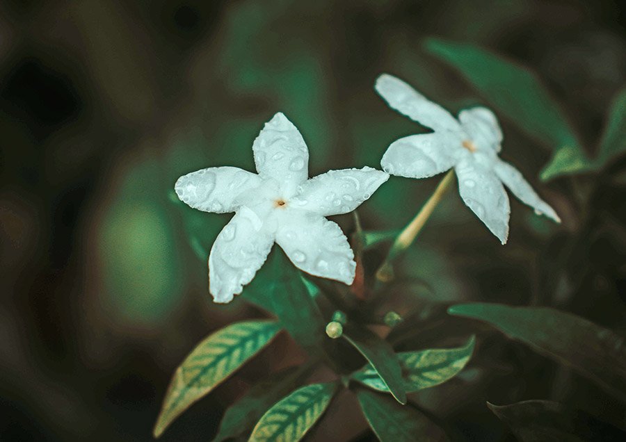 Syria Jasmine