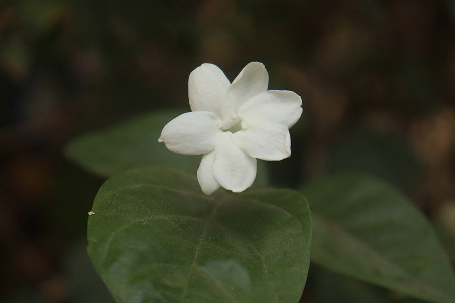 Syria Jasmine