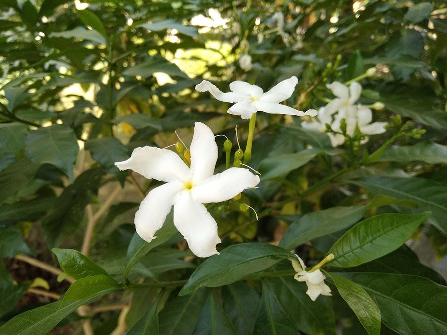 Syria Jasmine