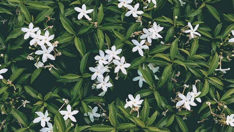 Syria Jasmine National Flower