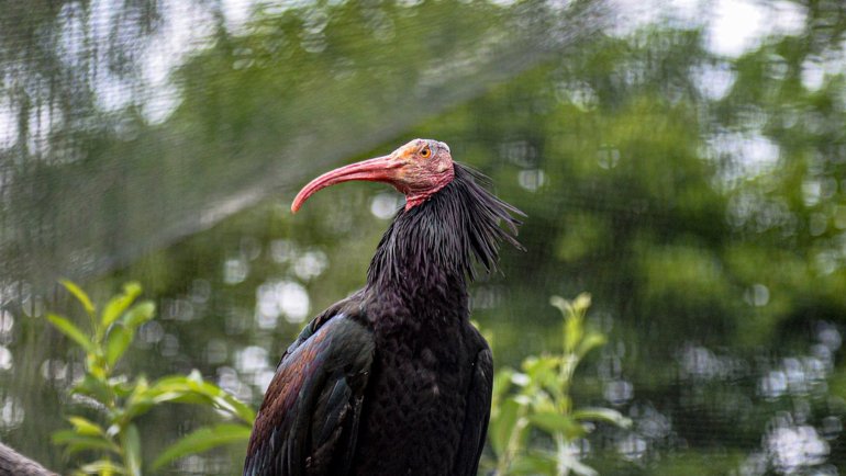 Syria Northern Bald Ibis National Bird