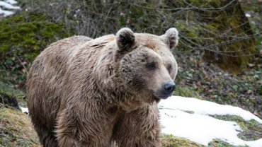 Syrian Brown Bear national animal