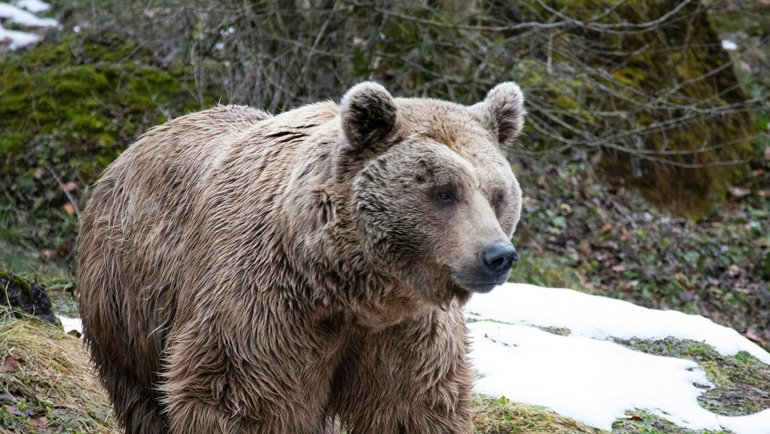 Syrian Brown Bear national animal