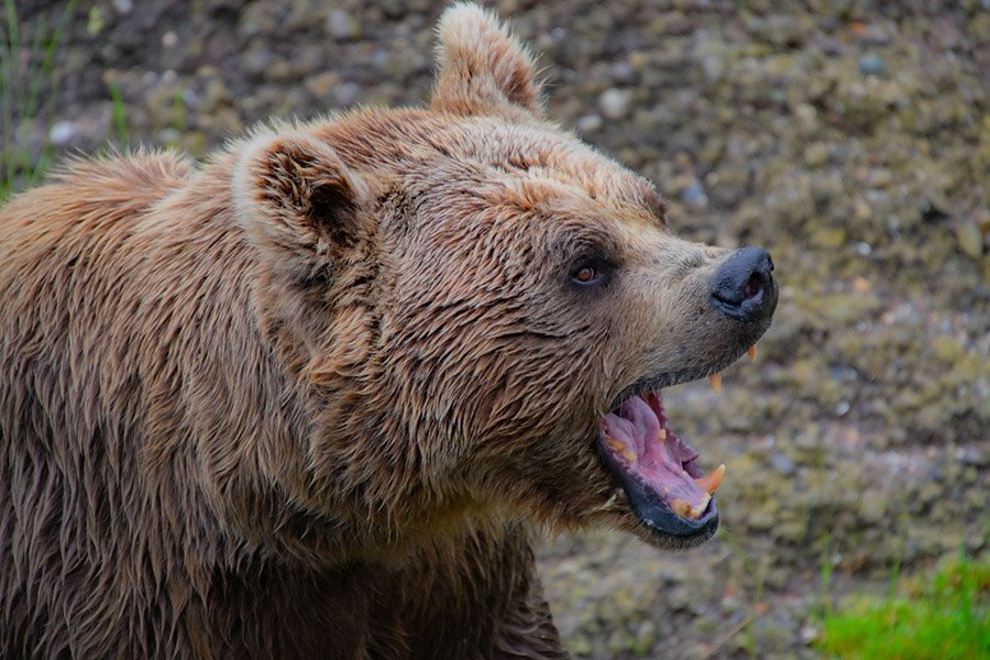 Syrian Brown Bear