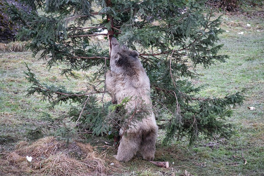 Syrian Brown Bear