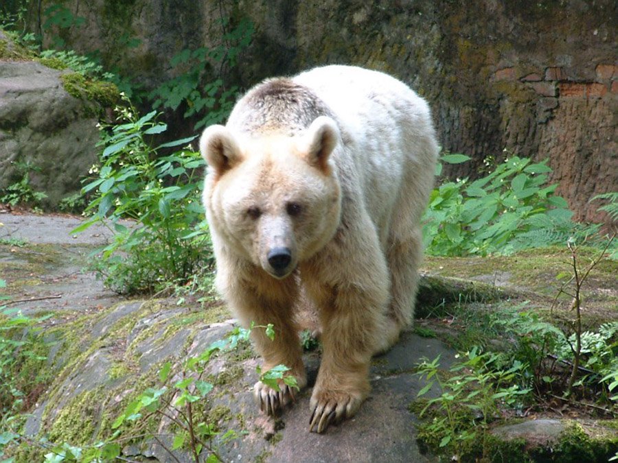 Syrian Brown Bear