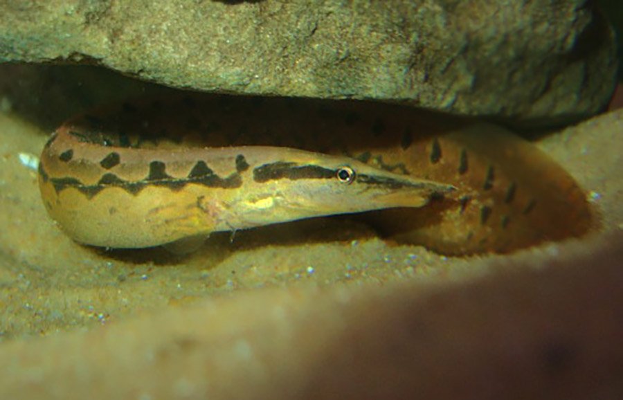 Zigzag eel