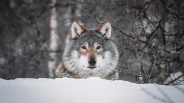 Turkey Grey Wolf national animal