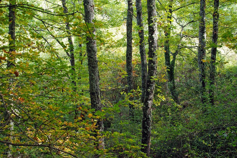 Turkey Oak