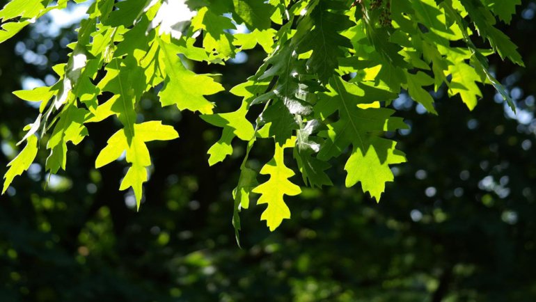 Turkey Oak National Tree