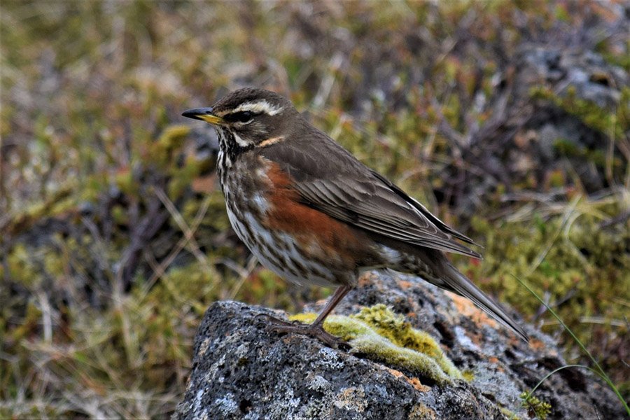 Turkey Redwing