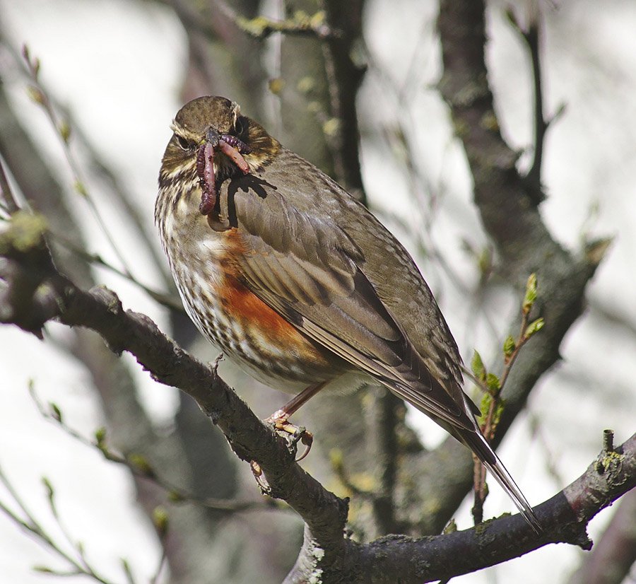 Turkey Redwing