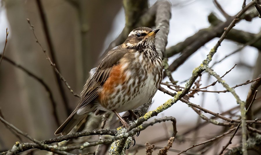 Turkey Redwing