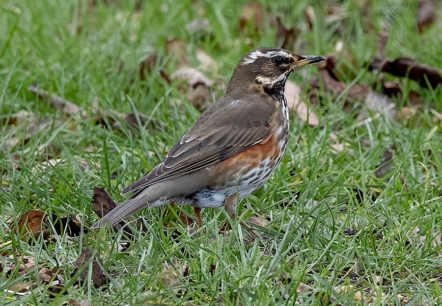 Turkey Redwing