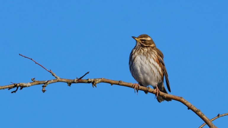 Turkey Redwing