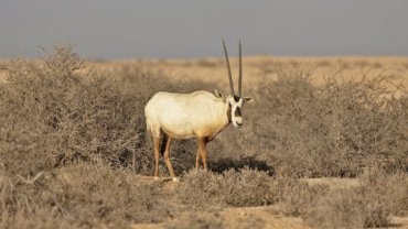 UAE Arabian Oryx National Animal