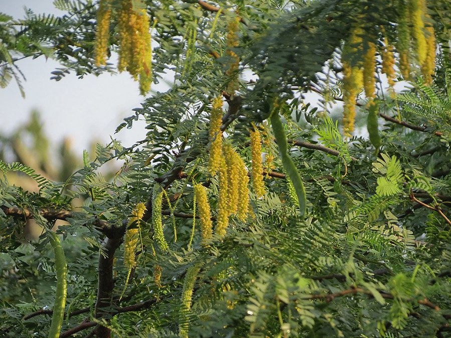 UAE Ghaf Tree