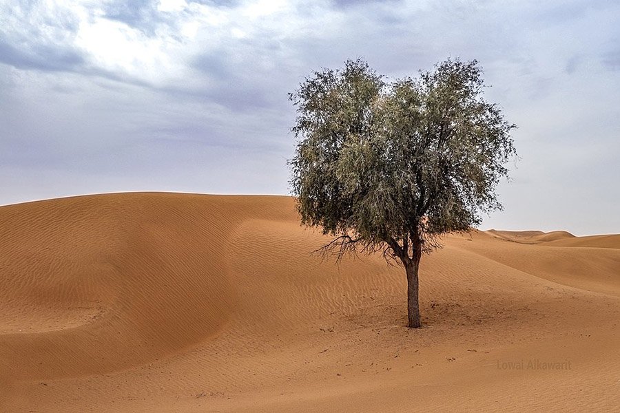 UAE Ghaf Tree